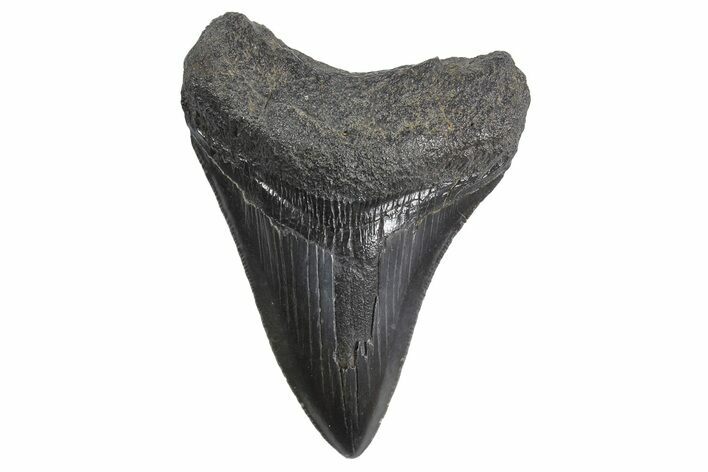 Serrated, Fossil Megalodon Tooth - South Carolina #299646